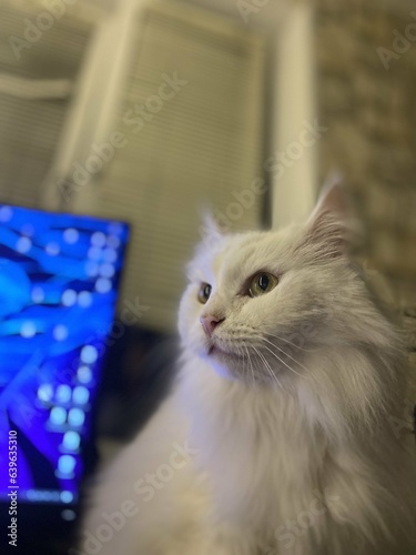 Fototapeta Naklejka Na Ścianę i Meble -  white fluffy cat in profile in the evening