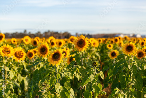 Golden sunflowers in a paddock