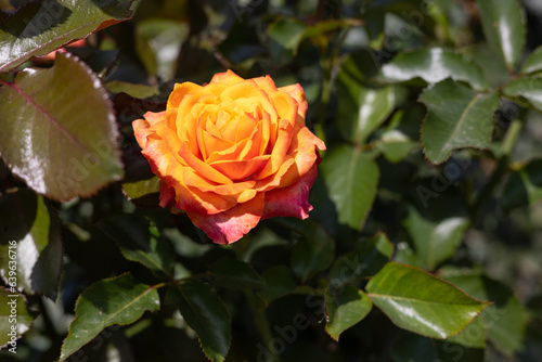 Orange rose blooming in the garden