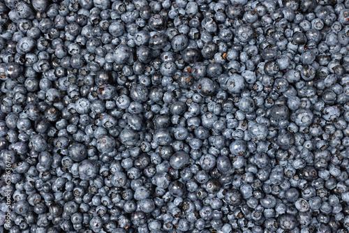 Blueberries laid out in a layer
