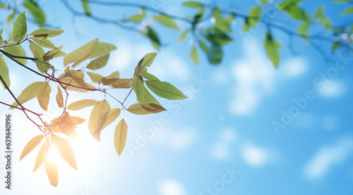 太陽に照らされる木の葉