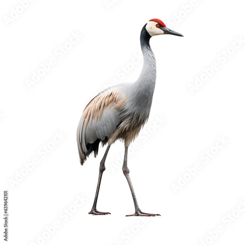 Grue cendrée (Common crane) avec transparence, sans background © MATTHIEU