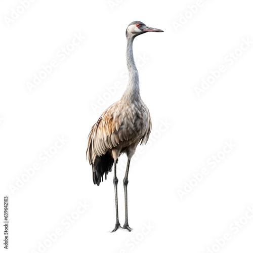Grue cendrée (Common crane) avec transparence, sans background