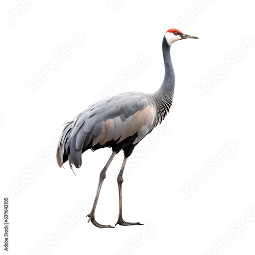 Grue cendrée (Common crane) avec transparence, sans background