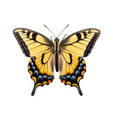 Papillon Papilionidés (Papilionidae) avec transparence, sans background