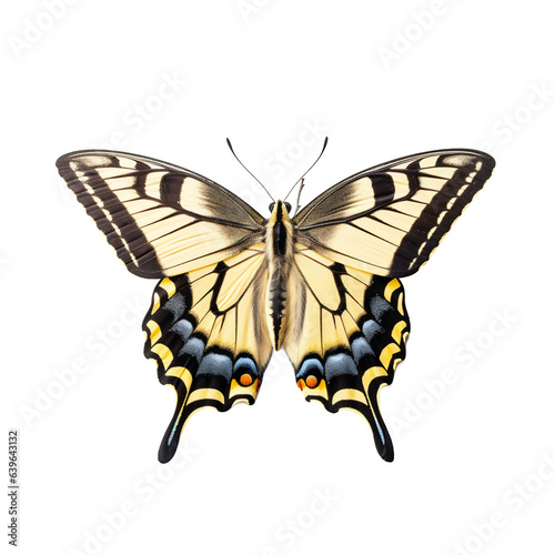 Papillon Papilionidés (Papilionidae) avec transparence, sans background