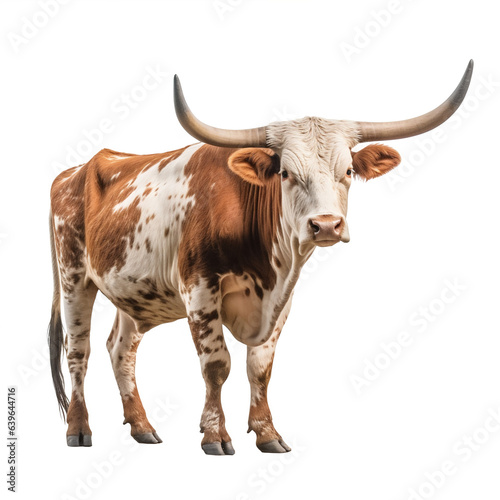 Vache Texas Longhorn avec transparence, sans background