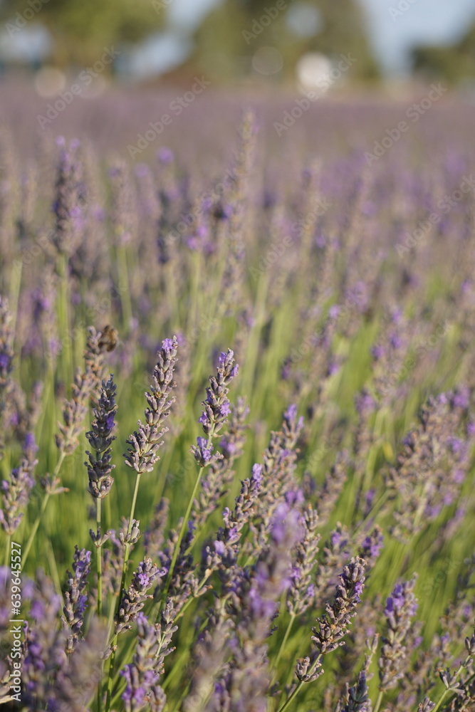 Obraz premium The lavender fields in Brihuega close to Madrid