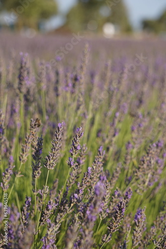 The lavender fields in Brihuega close to Madrid