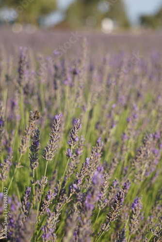 The lavender fields in Brihuega close to Madrid