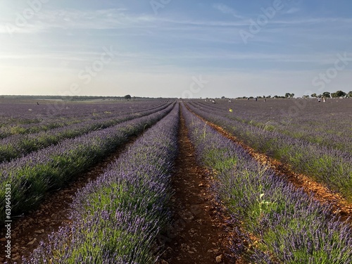 The lavender fields in Brihuega close to Madrid