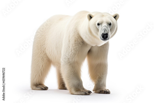 Fierce white bear isolated on white background
