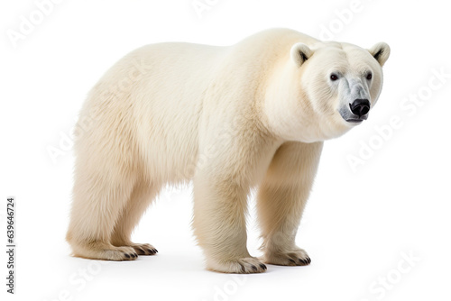 Fierce white bear isolated on white background