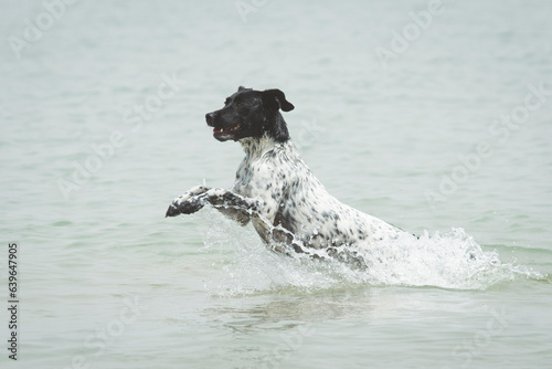 Adult female dog running and splashing through the water in the beach