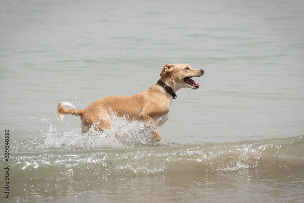 Adult female dog running and splashing through the water in the beach Adult female dog running and splashing through the water in the beach