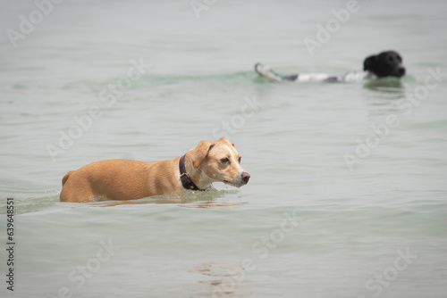 Two adults female dogs swimming in the beach