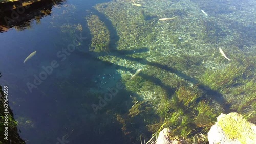 忍野八海　魚　湖