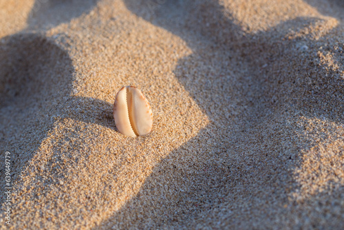 Beautiful shell on the sand in sunlight