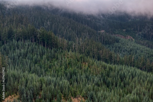 Pine tree forest with low hanging clouds in Gifford Pinchot National Forest, Washington. photo