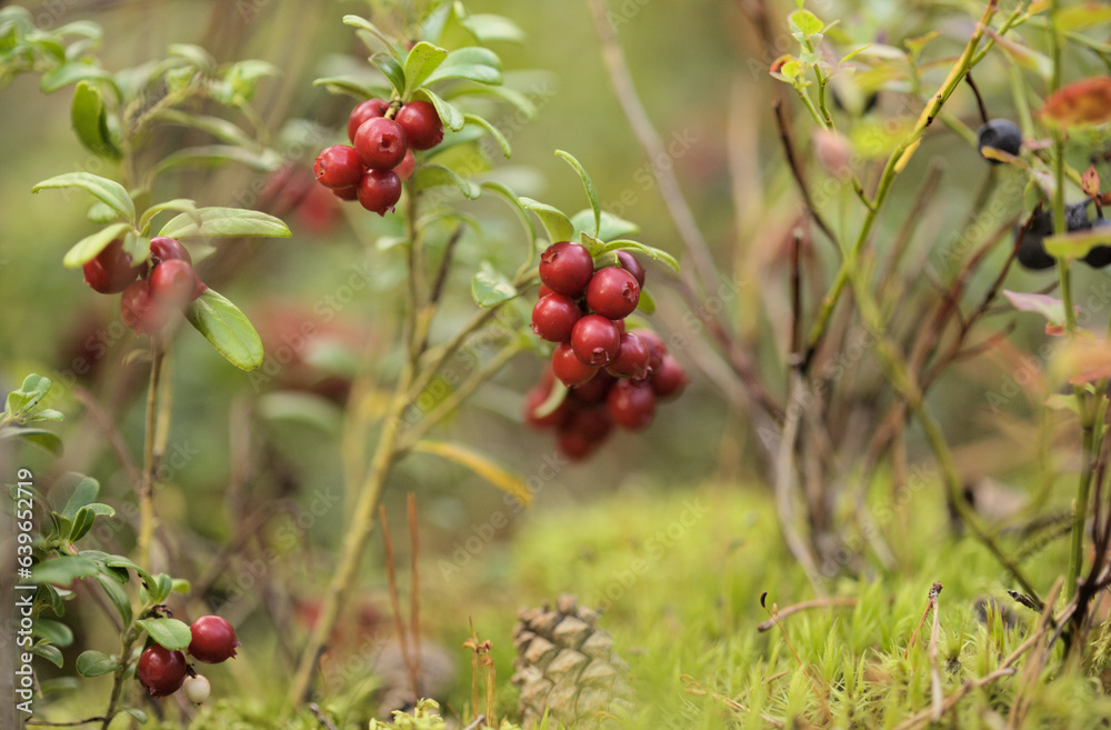 Foraging in Finland - ripe lingonberry fruit on bushes, late summer Foraging in Finland - ripe lingonberry fruit on bushes, late summer