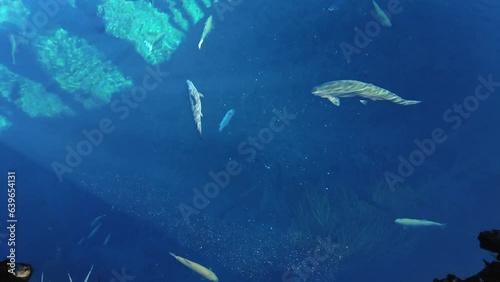 忍野八海　魚　湖