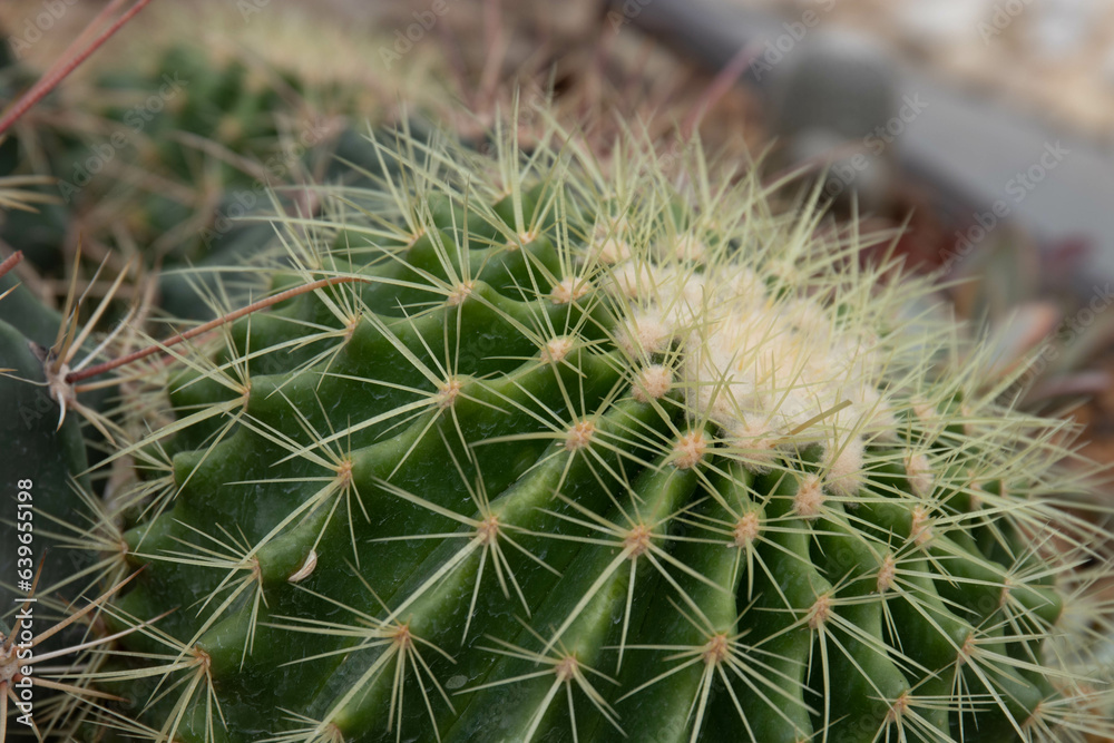 Close up Texture and Pattern of Cactus plant Close up Texture and Pattern of Cactus plant