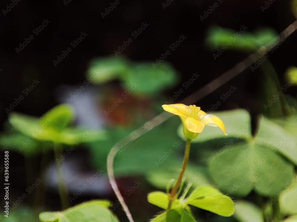 Oxalis corniculata flower, a medicinal plant that grows in the yard. Oxalis corniculata flower, a medicinal plant that grows in the yard.