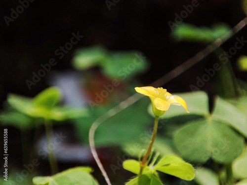 Oxalis corniculata flower, a medicinal plant that grows in the yard.