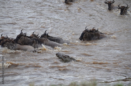 Crocodile eyes wilderbeast in River © Taddy