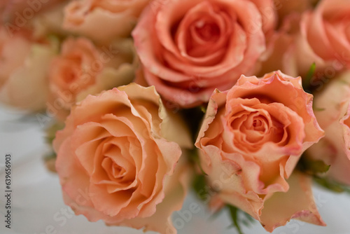 Rose flowers, closeup on white background