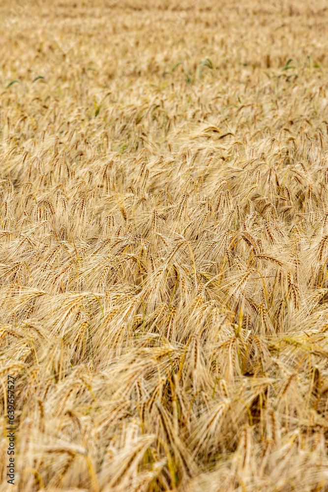 Ripe barley field close-up, natural background Ripe barley field close-up, natural background