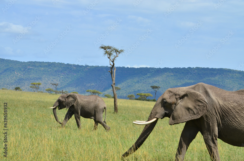 Fototapeta premium Elephant with offspring