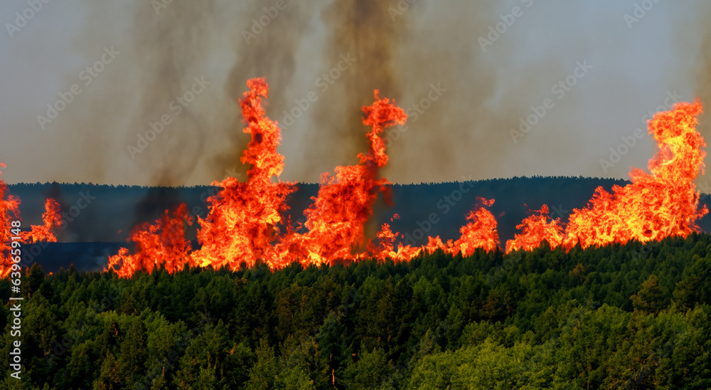big fire in the middle of the leafy forest with high flames and polluting black smoke in high resolution and sharpness. concept fires around the world caused by man and pollution