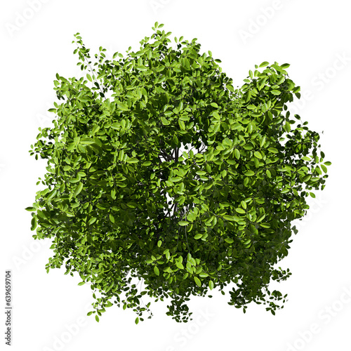 From above jungle green tree top view on transparent backgrounds 3d illustrations png