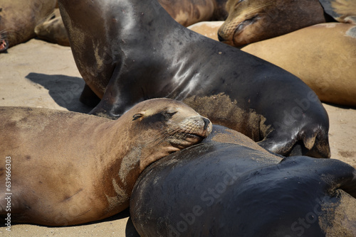 Sea Lions  funny and cute photos