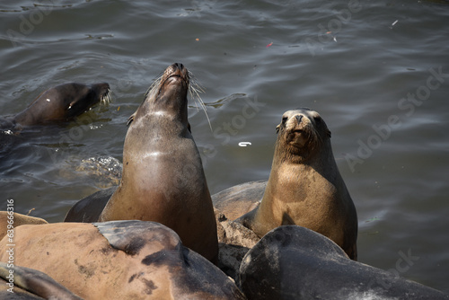 Sea Lions  funny and cute photos