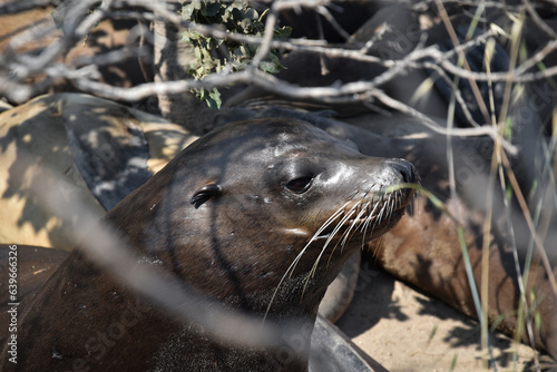 Sea Lions, funny and cute photos