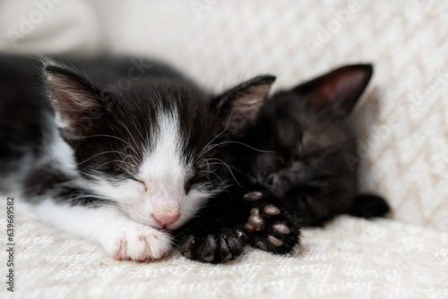 Two white and black domestic kittens sleeping, lying on white light blanket on sofa. Sleep cat. Concept of adorable pets.