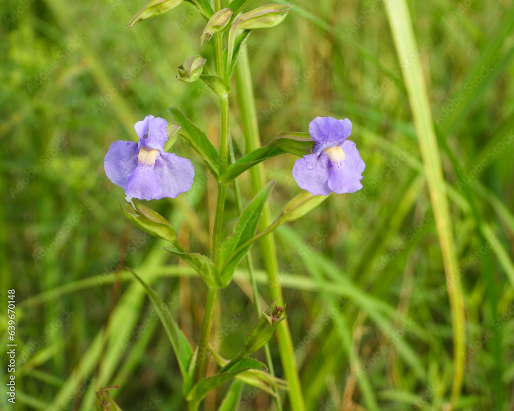 Mimulus ringens (Allegheny Monkey Flower) Native North American Wetland Wildflower Mimulus ringens (Allegheny Monkey Flower) Native North American Wetland Wildflower