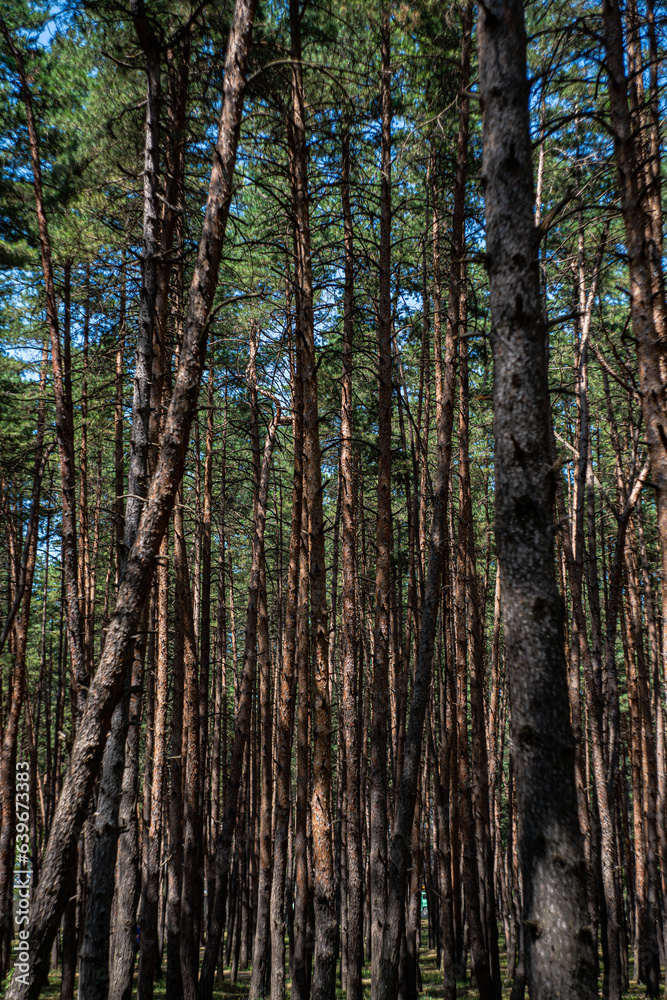 Obraz premium Wild forest landscape