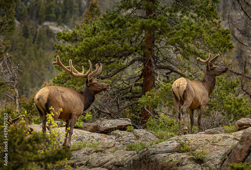 Roosevelt Elk in the Spring in the Rocky Mountain National Park