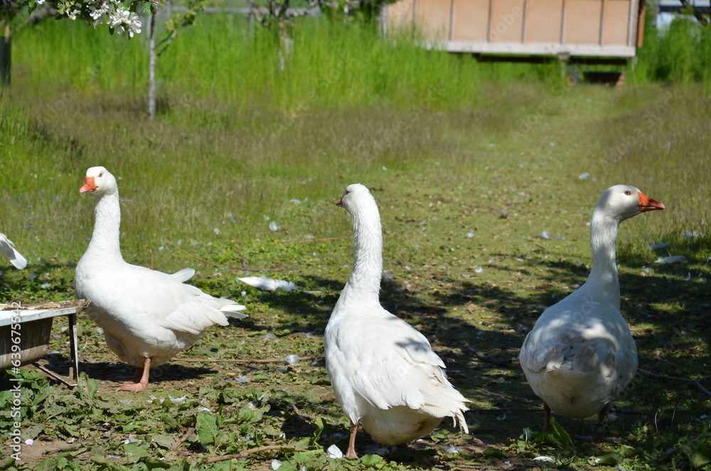 Goose Goose