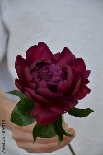 Opened burgundy peony in a man's hand