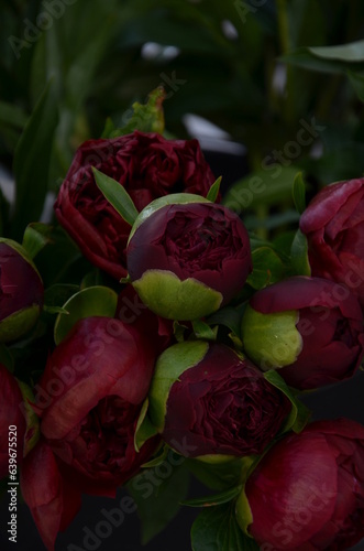 Unopened burgundy peonies on a green background