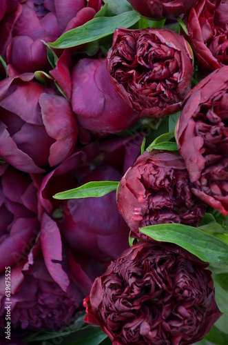 Two varieties of burgundy peonies in one bouquet