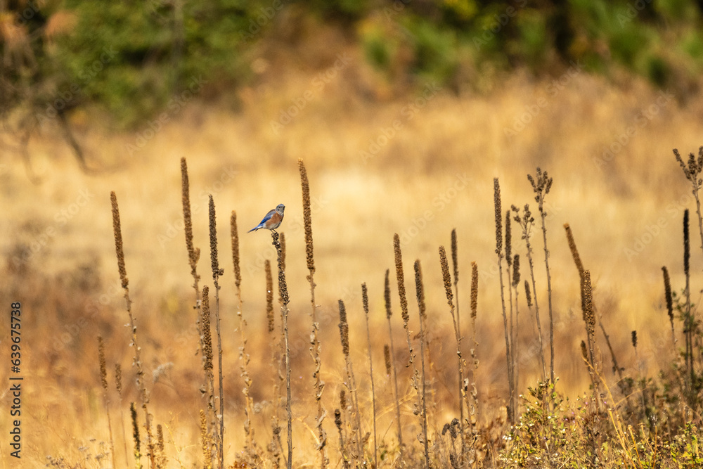 Fototapeta premium Western Bluebird in field 