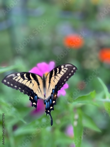 Swallowtail in the garden © Matilda