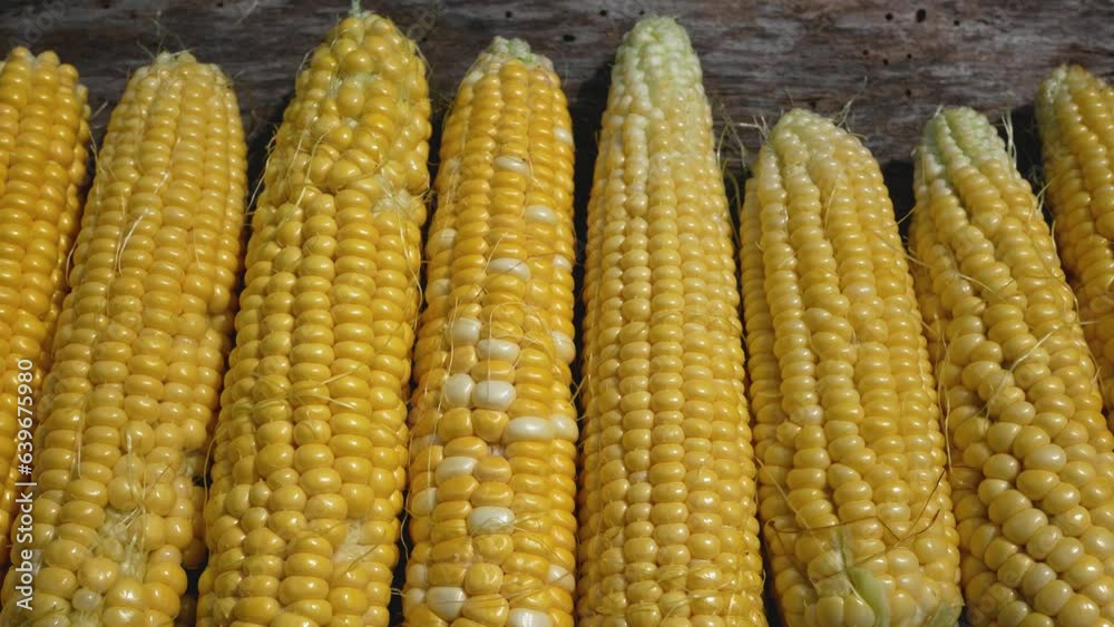 Cobs of ripe corn with yellow grain on a wooden table. Panorama. Cobs of ripe corn with yellow grain on a wooden table. Panorama.