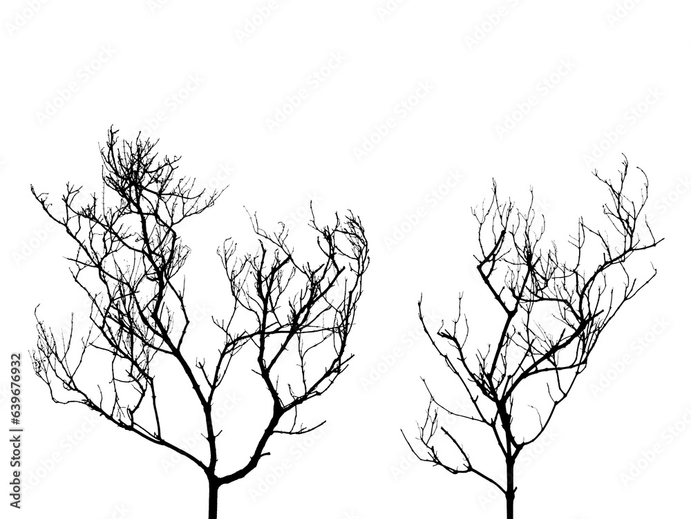 Fototapeta premium silhouette two dead tree isolated on transparent, shadow of leafless tree