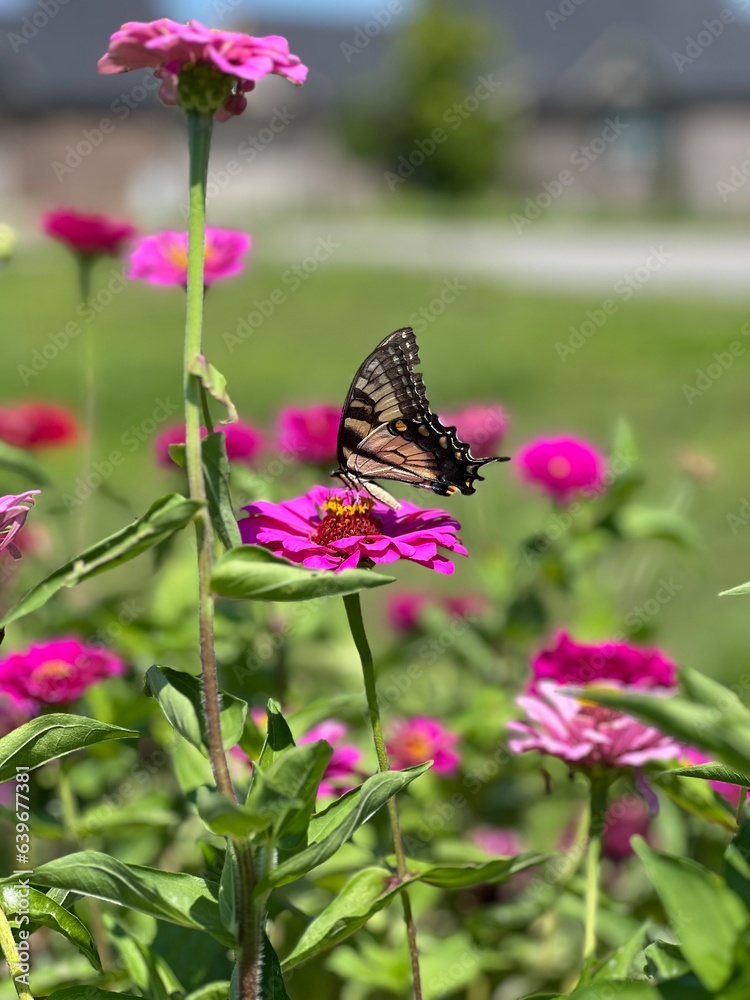 Fototapeta premium Swallowtail in the garden